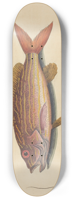 Mark Catesby - The Lane-snapper (Sparus synagris) 8.25 inch art skate deck