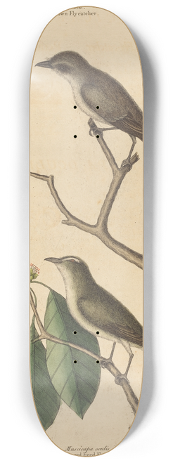 Mark Catesby - The Little Brown Flycatcher 8.25 inch art skate deck