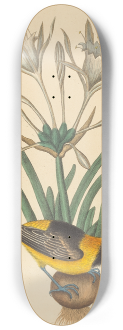 Mark Catesby - The Yellow and Black Pye (Oriolus Icterus) 8.25 inch art skate deck