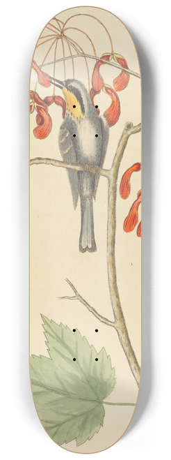Mark Catesby - The Yellow Throated Creeper 8.25 inch art skate deck