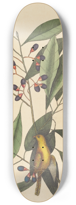 Mark Catesby - The Yellow Titmouse 8.25 inch art skate deck