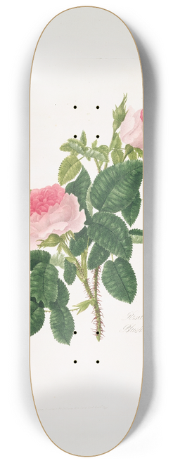 Mary Lawrance - Rosa centifolia7 8.25 inch art skate deck
