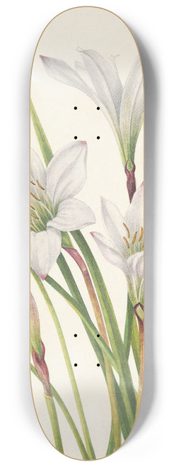 Mary Vaux Walcott - Atamasco-lily. Atamosco atamasco 8.25 inch art skate deck