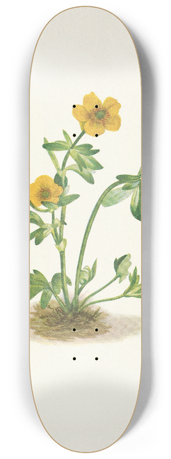 Mary Vaux Walcott - Avalanche Buttercup. Ranunculus suksdorfii 8.25 inch art skate deck