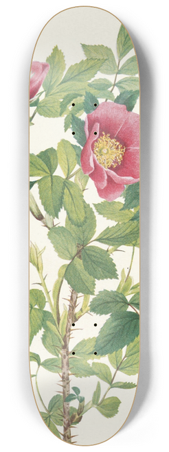 Mary Vaux Walcott - Bourgeau Rose (flower). Rosa bourgeauiana 8.25 inch art skate deck