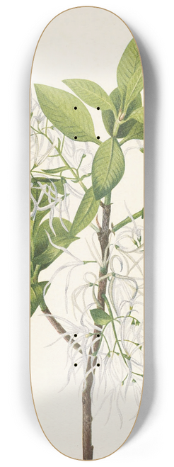 Mary Vaux Walcott - Fringetree. Chionanthus virginica 8.25 inch art skate deck