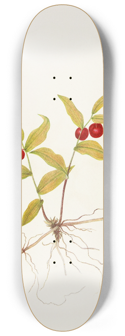 Mary Vaux Walcott - Kruhsea (fruit). (Kruhsea streptopoides) 8.25 inch art skate deck