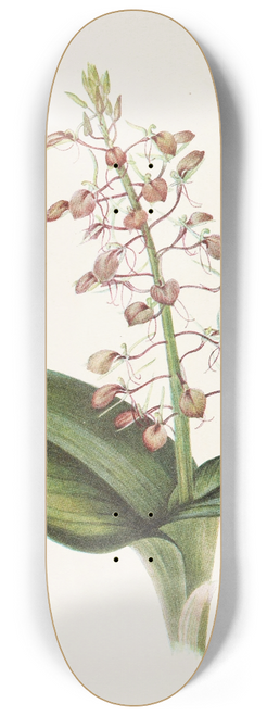 Mary Vaux Walcott - Lily Twayblade. (Liparis liliifolia) 8.25 inch art skate deck