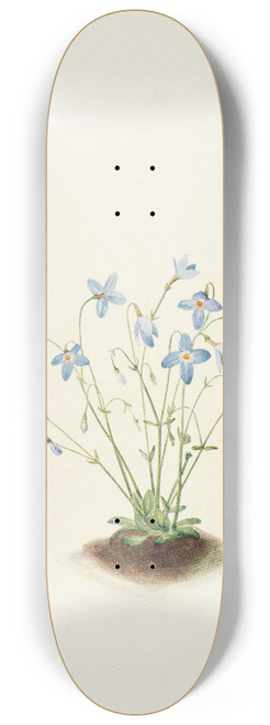 Mary Vaux Walcott - Quakerladies. (Houstonia caerulea) 8.25 inch art skate deck