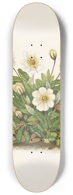 Mary Vaux Walcott - White Dryad (flower). Dryas octopetala 8.25 inch art skate deck