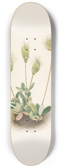 Mary Vaux Walcott - White Dryad (fruit). Dryas octopetala 8.25 inch art skate deck