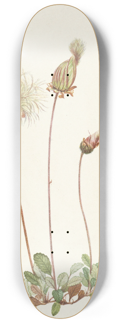 Mary Vaux Walcott - Yellow Dryad (fruit). Dryas drummondii 8.25 inch art skate deck