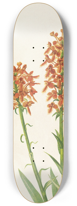 Mary Vaux Walcott - Yellow Fringeorchid. Habenaria ciliaris 8.25 inch art skate deck