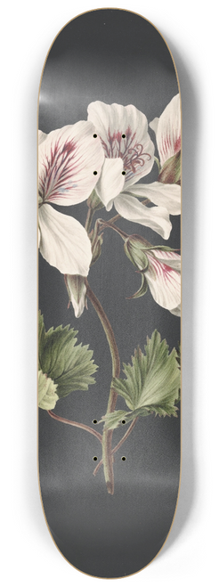 M. de Gijselaar - Pelargonium album bicolor 8.25 inch art skate deck
