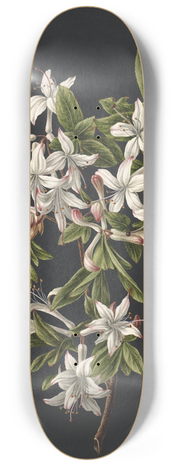 M. de Gijselaar - Tak van een bloeiende azalea 8.25 inch art skate deck