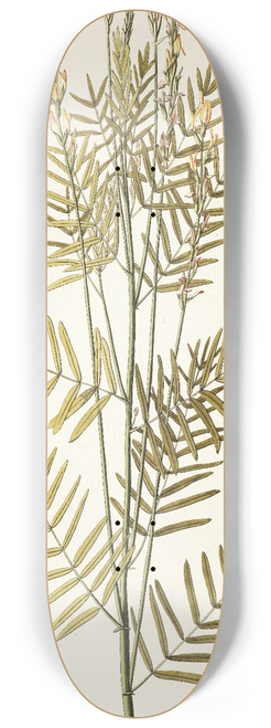 Nikolaus Joseph Freiherr von Jacquin - Astragalus asper 8.25 inch art skate deck