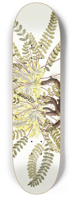 Nikolaus Joseph Freiherr von Jacquin - Astragalus exscapus 8.25 inch art skate deck