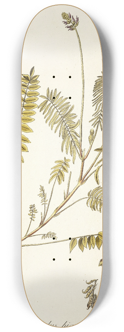 Nikolaus Joseph Freiherr von Jacquin - Astragalus hians 8.25 inch art skate deck