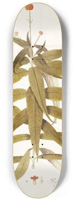 Nikolaus Joseph Freiherr von Jacquin - Budlea capitata 8.25 inch art skate deck