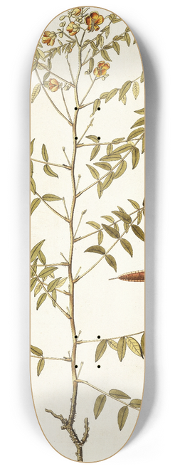 Nikolaus Joseph Freiherr von Jacquin - Cassia ruscifolia 8.25 inch art skate deck