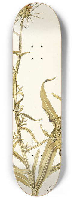Nikolaus Joseph Freiherr von Jacquin - Centaurea verutum 8.25 inch art skate deck