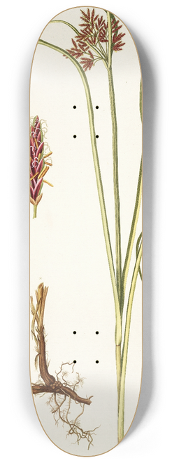 Nikolaus Joseph Freiherr von Jacquin - Cyperus tenuiflorus 8.25 inch art skate deck