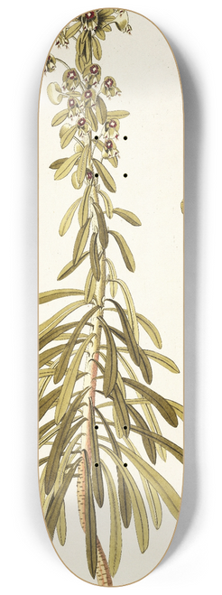 Nikolaus Joseph Freiherr von Jacquin - Euphorbia characias 8.25 inch art skate deck