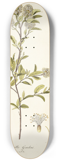 Nikolaus Joseph Freiherr von Jacquin - Fothergilla gardeni 8.25 inch art skate deck