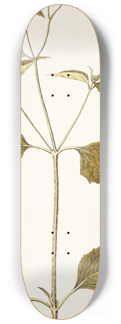 Nikolaus Joseph Freiherr von Jacquin - Galea aspera 8.25 inch art skate deck