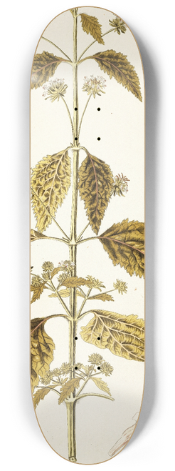 Nikolaus Joseph Freiherr von Jacquin - Hyptis capitata 8.25 inch art skate deck