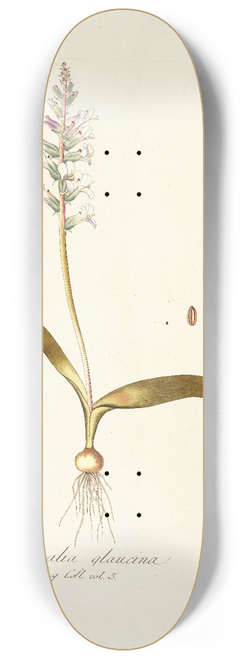 Nikolaus Joseph Freiherr von Jacquin - Lachenalia glaucina 8.25 inch art skate deck