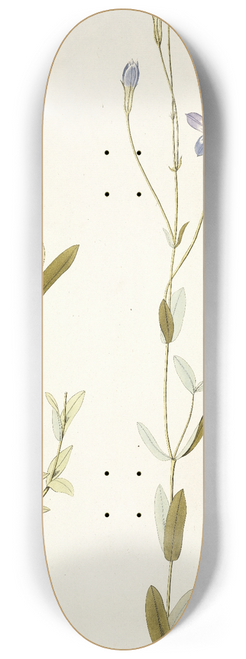 Nikolaus Joseph Freiherr von Jacquin - Lisianthus glaucifolius 8.25 inch art skate deck