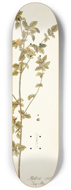 Nikolaus Joseph Freiherr von Jacquin - Malva scoparla 8.25 inch art skate deck