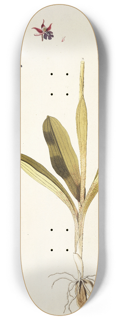 Nikolaus Joseph Freiherr von Jacquin - Orchis mascula 8.25 inch art skate deck