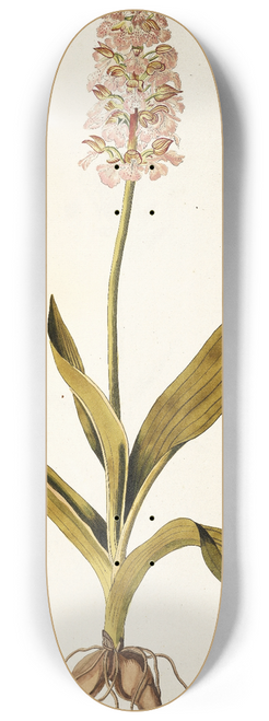 Nikolaus Joseph Freiherr von Jacquin - Orchis moravica 8.25 inch art skate deck