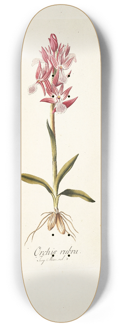 Nikolaus Joseph Freiherr von Jacquin - Orchis rubra 8.25 inch art skate deck