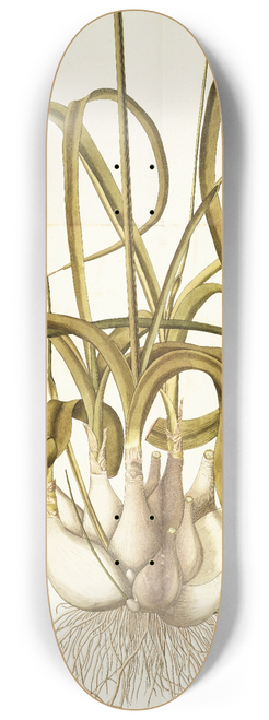 Nikolaus Joseph Freiherr von Jacquin - Ornithogalum caudatum 8.25 inch art skate deck
