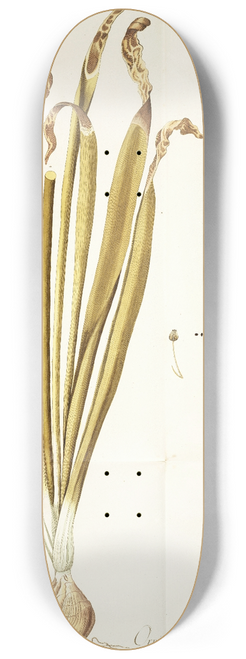 Nikolaus Joseph Freiherr von Jacquin - Ornithogalum latifolium 8.25 inch art skate deck