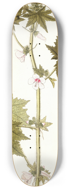 Nikolaus Joseph Freiherr von Jacquin - Pavonia urens 8.25 inch art skate deck