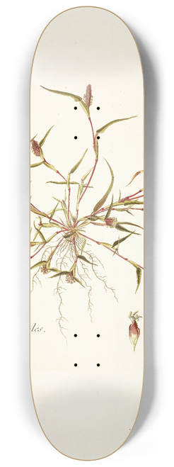 Nikolaus Joseph Freiherr von Jacquin - Phleum schoenoides 8.25 inch art skate deck