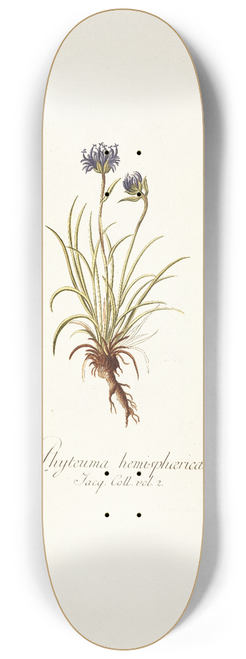 Nikolaus Joseph Freiherr von Jacquin - Phyteuma hemisphaerica 8.25 inch art skate deck
