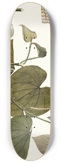 Nikolaus Joseph Freiherr von Jacquin - Piper marginatum 8.25 inch art skate deck