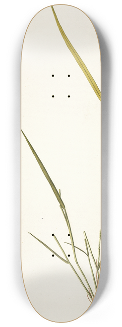 Nikolaus Joseph Freiherr von Jacquin - Poa ciliaris 8.25 inch art skate deck
