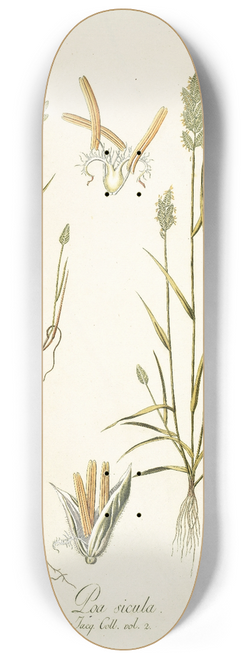 Nikolaus Joseph Freiherr von Jacquin - Poa sicula 8.25 inch art skate deck