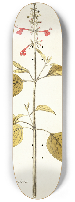 Nikolaus Joseph Freiherr von Jacquin - Salvia pseudococcinea 8.25 inch art skate deck
