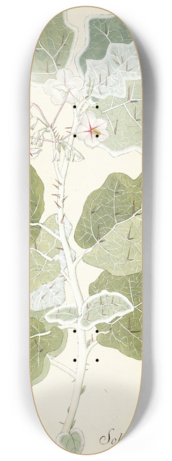 Nikolaus Joseph Freiherr von Jacquin - Solanum marginatum 8.25 inch art skate deck