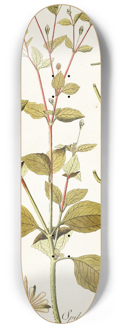 Nikolaus Joseph Freiherr von Jacquin - Spilanthus exasperata 8.25 inch art skate deck