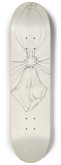 Philipp Otto Runge - Tulip blossom 8.25 inch art skate deck