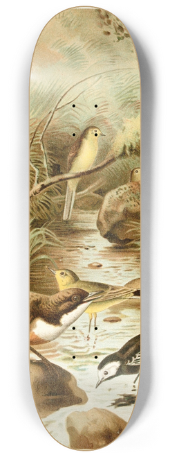 Pierre Jacques Smit - Dipper, Pied Wagtail and Yellow Wagtail 8.25 inch art skate deck