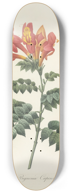 Pierre Joseph Redout - Choix des plus belles fleurs pl 013 8.25 inch art skate deck